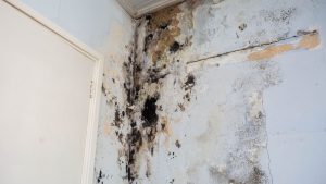 Humidity Raises Mold Risk After Water Damage